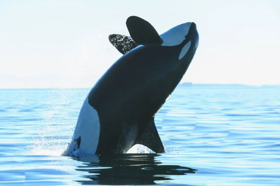 El Gobierno da pautas para evitar los ‘ataques’ de orcas como Gladys: no detener el barco, ir hacia la costa y no agredir a los cetáceos
