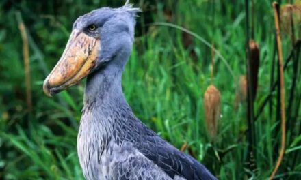 Come cocodrilos y mata a sus hermanos: así es el pájaro africano con ‘boca de ametralladora’ que procede de los dinosaurios