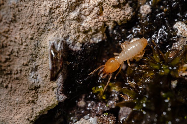 Las termitas amenazan con invadir los hogares de todo el mundo