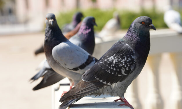 Este es el cruel método para exterminar palomas que ha votado en referéndum una localidad de Alemania