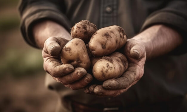 Uno de cada cuatro agricultores europeos son migrantes víctimas de explotación laboral 