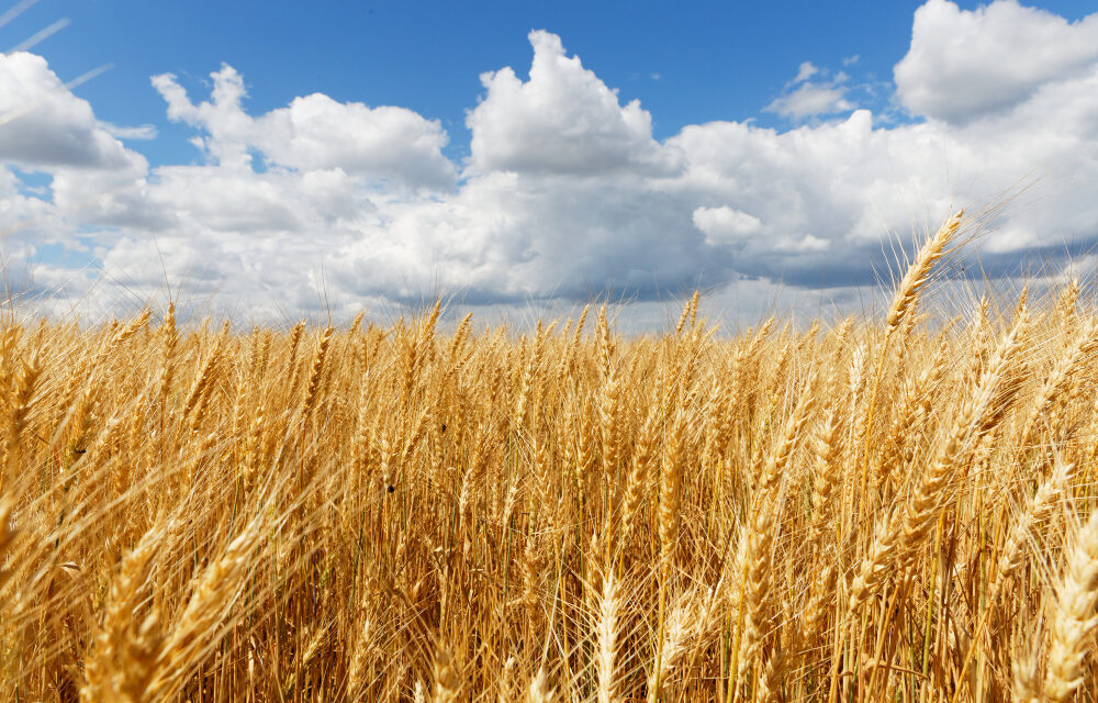 ONG ambientales piden a Planas que la PAC promueva «una transición justa» hacia la sostenibilidad del sector agrario