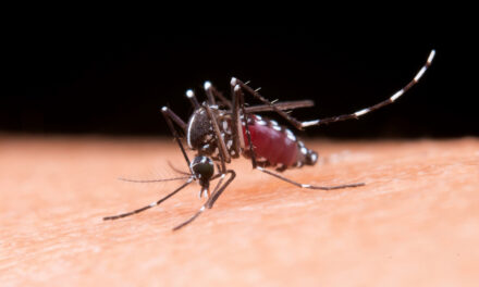 El dengue se desata en América Latina y preocupa en Europa: «En España podría haber brotes como los de Francia e Italia»