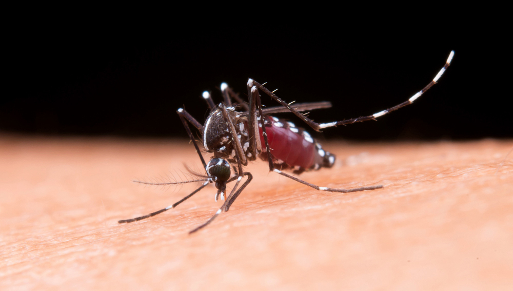 El dengue se desata en América Latina y preocupa en Europa: «En España podría haber brotes como los de Francia e Italia»