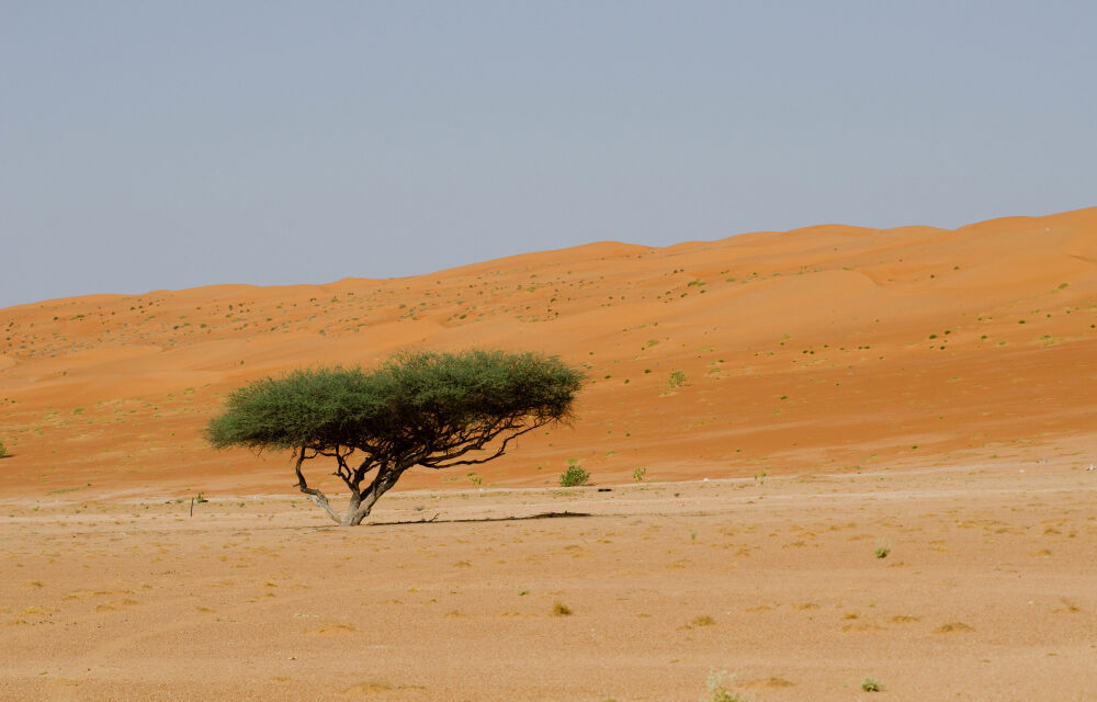 Cuántos árboles hay en el Sáhara