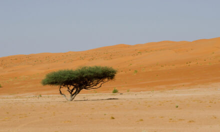 Cuántos árboles hay en el Sáhara
