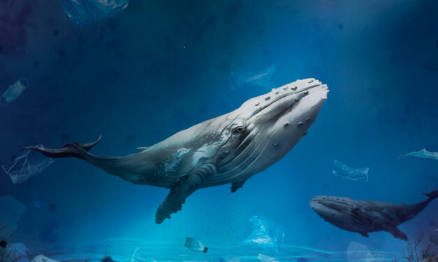 El millón y medio de ballenas que pueblan nuestros océanos intentan sobrevivir al ser humano