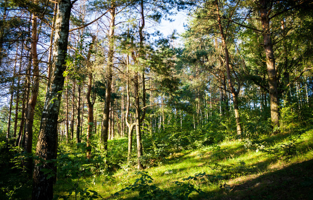 Ecologistas denuncian la tala de árboles en el paraje natural de Pozuelo: «Es uno de los primeros ecocidios bajo la ley ómnibus»