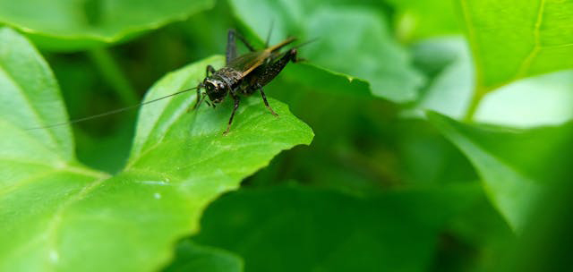 Cómo el canto de los grillos puede indicarnos la temperatura exterior y por qué se les oye más en verano