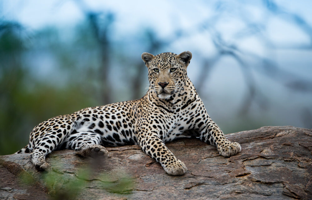 El santuario de jaguares en Pantanal (Brasil) sufrirá «daños irreversibles» por incendios, según ecologistas