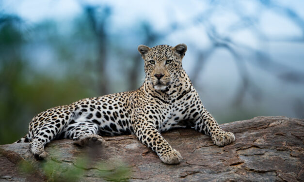 El santuario de jaguares en Pantanal (Brasil) sufrirá «daños irreversibles» por incendios, según ecologistas