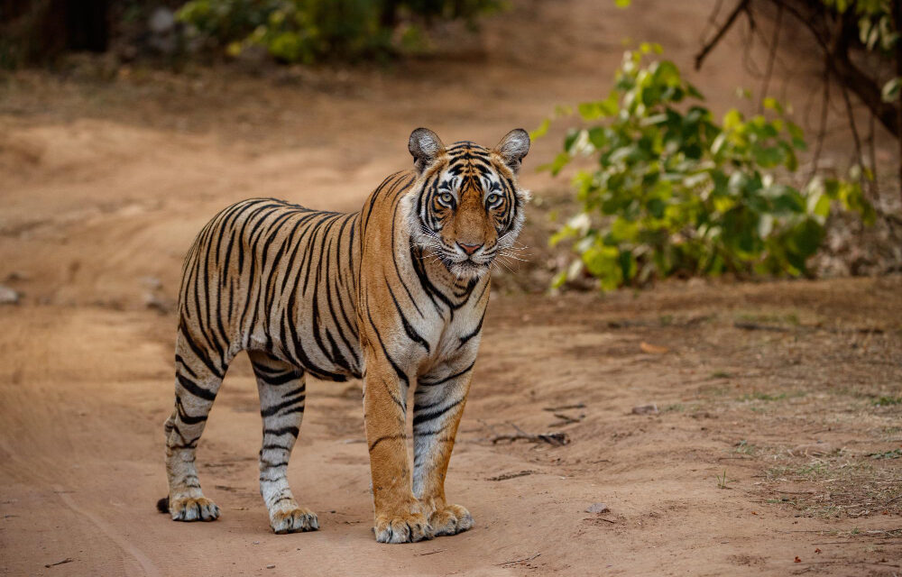 La Policía busca a una mujer que entró en la jaula de un tigre en un zoológico para tocarlo