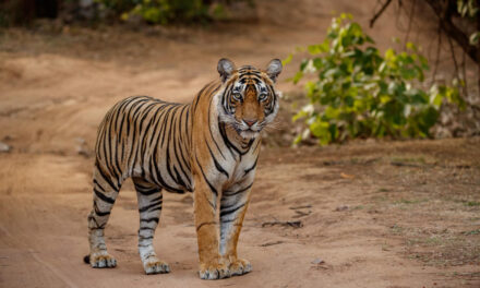 La Policía busca a una mujer que entró en la jaula de un tigre en un zoológico para tocarlo