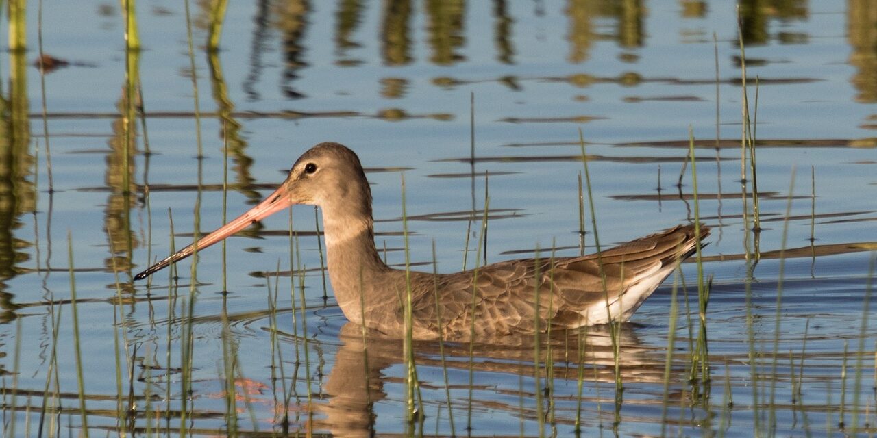 Descubren pesticidas prohibidos en los parques nacionales de Doñana y Tablas de Daimiel