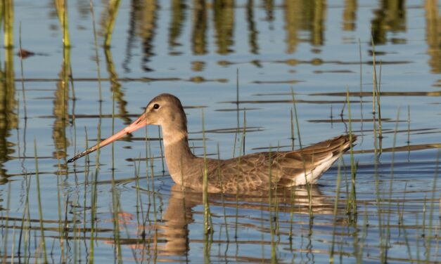 Descubren pesticidas prohibidos en los parques nacionales de Doñana y Tablas de Daimiel